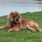 chow chow.22