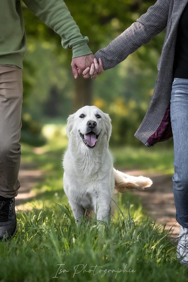GR-golden retriever.00