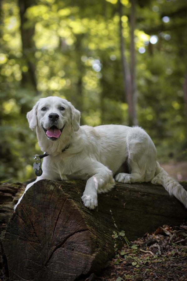 GR-golden retriever.001