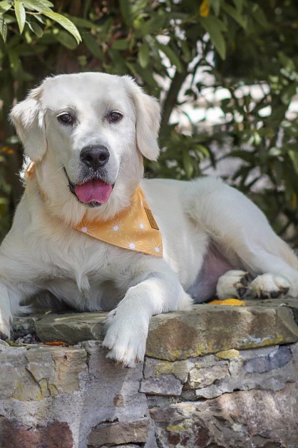 GR-golden retriever.002