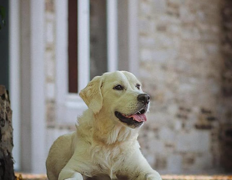 GR-golden retriever.003
