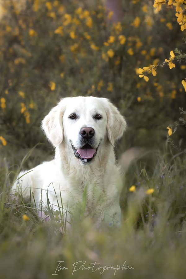 GR-golden retriever.005