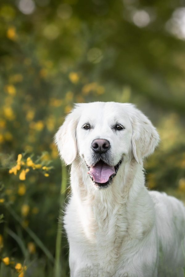 GR-golden retriever.006