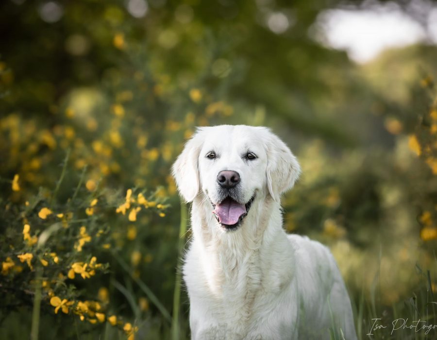 GR-golden retriever.006
