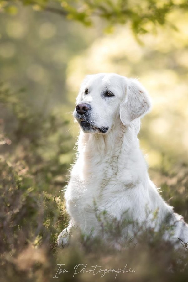 GR-golden retriever.007