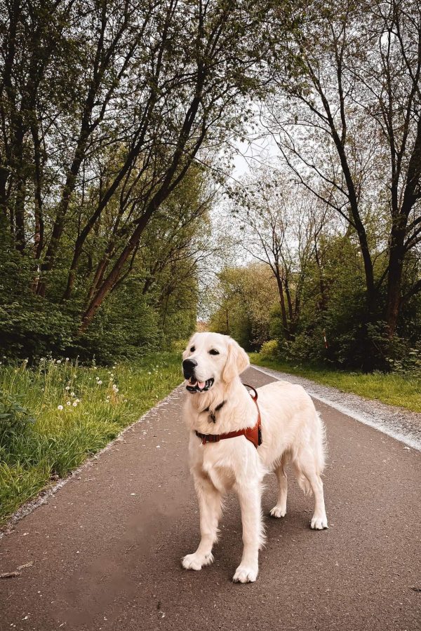 GR-golden retriever.008