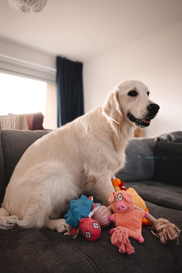 GR-golden retriever.009