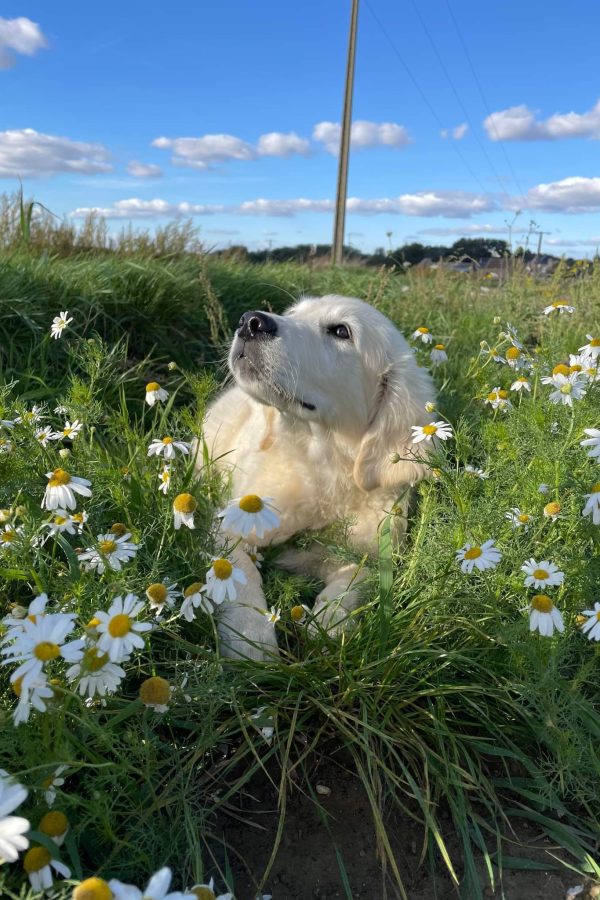 GR-golden retriever.01