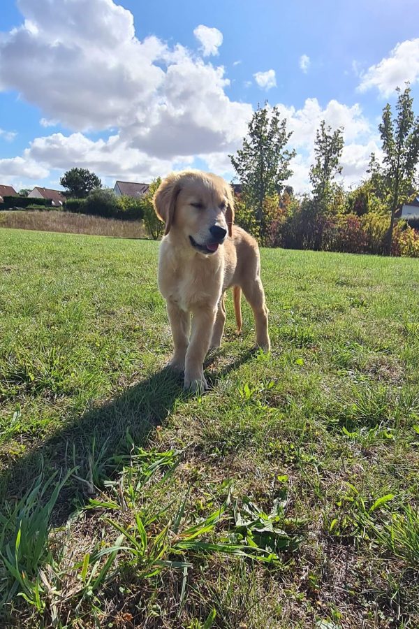 GR-golden retriever.02