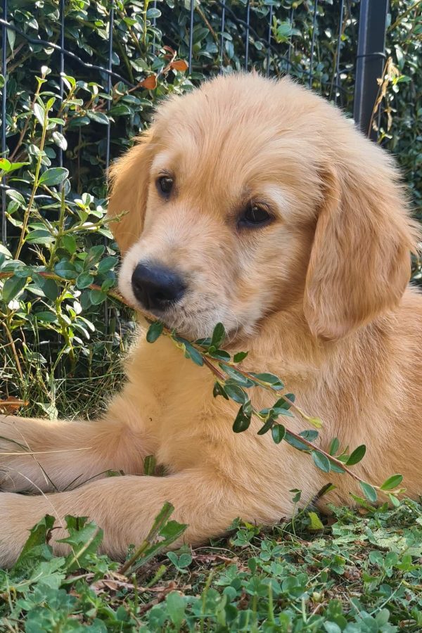 GR-golden retriever.04