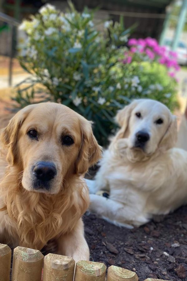 GR-golden retriever.05