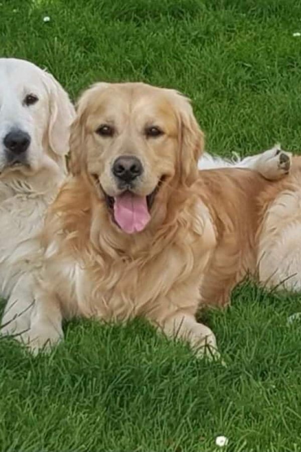 GR-golden retriever.06