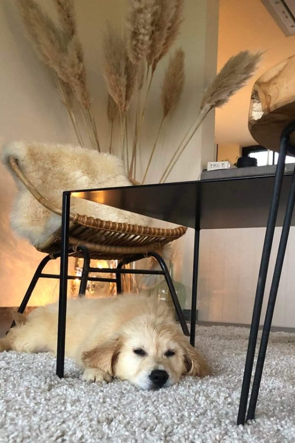 GR-golden retriever.08