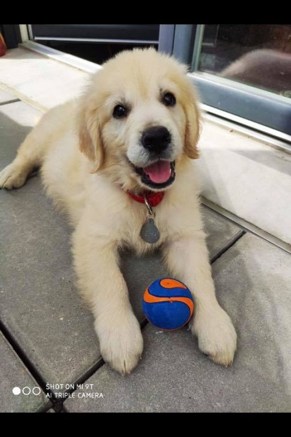 GR-golden retriever.09