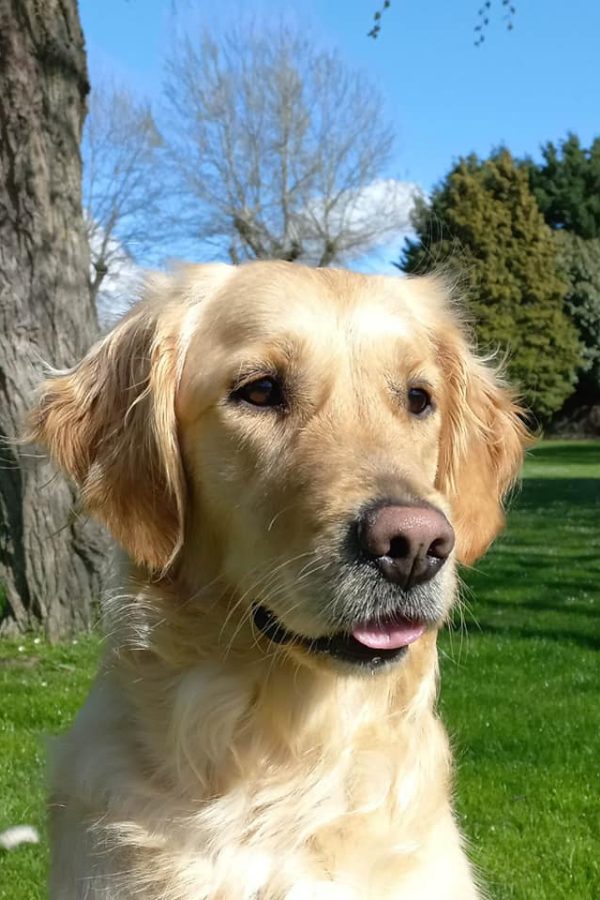 GR-golden retriever.36