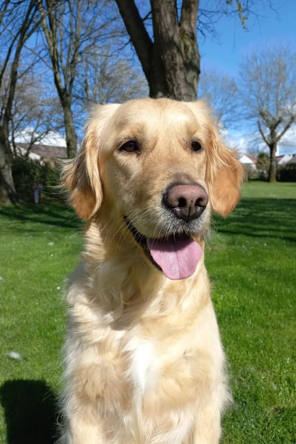 GR-golden retriever.37