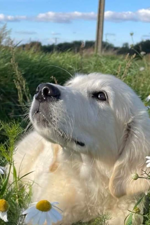 GR-golden retriever.47
