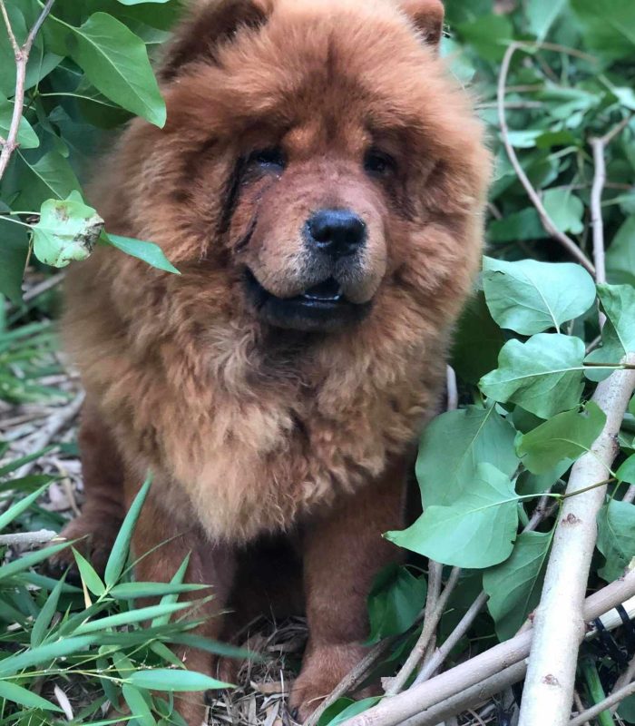 Orka