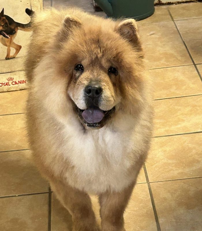 Mâle Chow-Chow